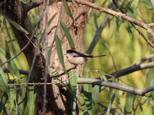 Silver-throated Bushtit (Aegithalos glaucogularis), photo 10