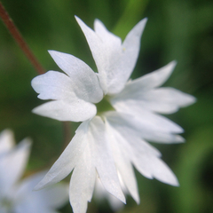 Lithophragma affine