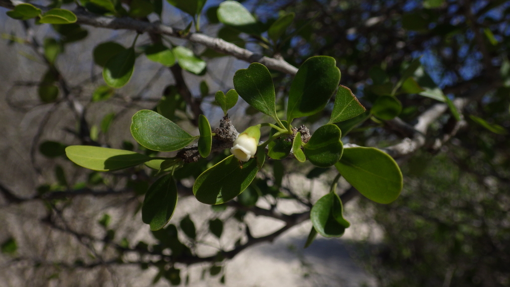 Bourreria leslieae