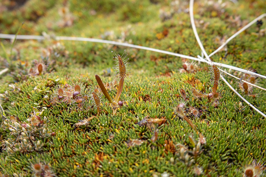 Drosera stenopetala, Buller District, West Coast, New Zealand