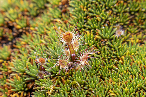 Drosera stenopetala