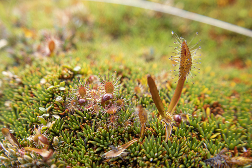 Drosera stenopetala