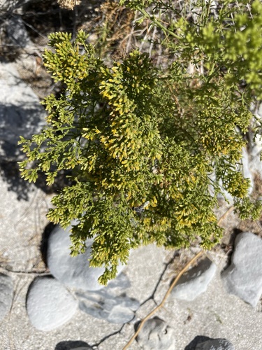 Image of Xylothamia diffusa by (c) Sula Vanderplank, some rights reserved (CC BY)