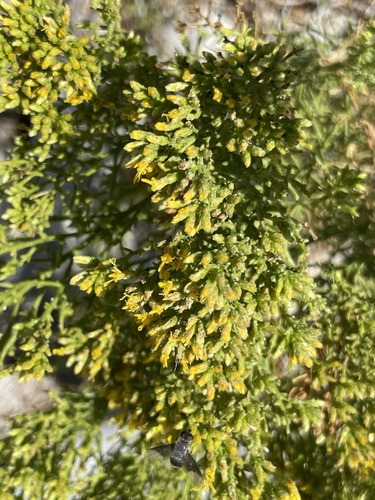 Image of Xylothamia diffusa by (c) Sula Vanderplank, some rights reserved (CC BY)
