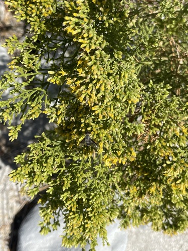 Image of Xylothamia diffusa by (c) Sula Vanderplank, some rights reserved (CC BY)