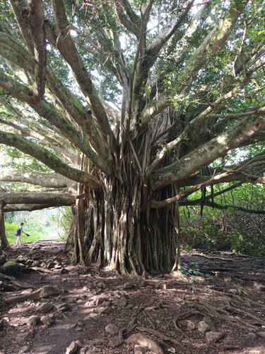Ficus microcarpa