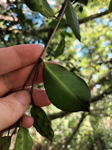 Ficus microcarpa