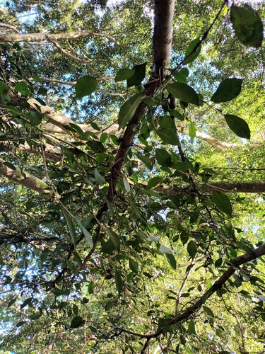 Ficus microcarpa
