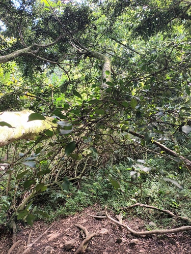 Ficus microcarpa