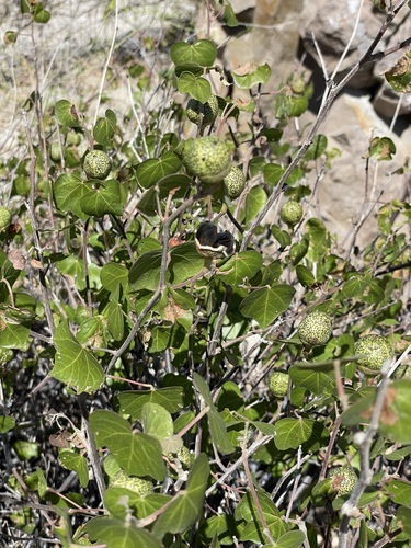 Image of Gossypium davidsonii by (c) Sula Vanderplank, some rights reserved (CC BY)