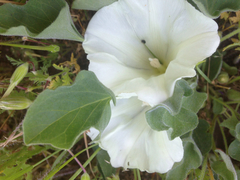 Calystegia subacaulis