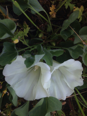 Calystegia subacaulis