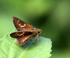 Polytremis lubricans