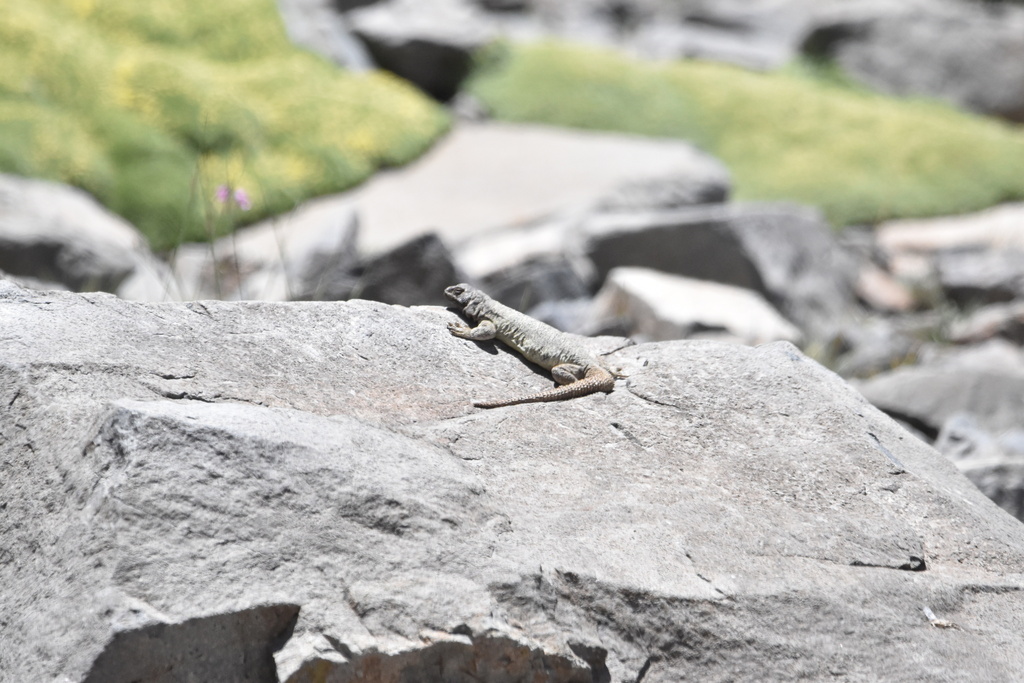 Valparaiso Chuckwalla