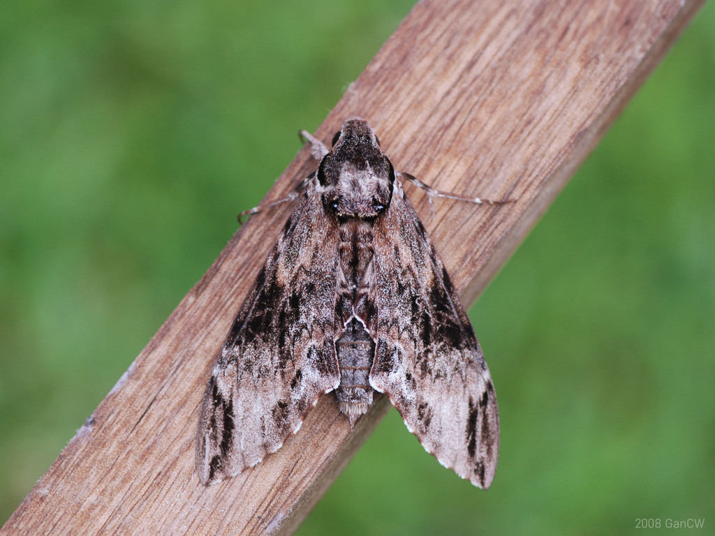 Gray Hawk Moth