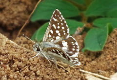 Spialia galba