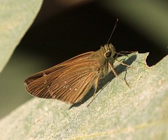 Polytremis lubricans