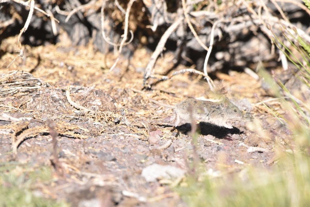 Andean Vesper Mouse