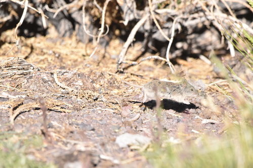 Andean Vesper Mouse