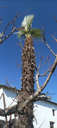 Trachycarpus takil