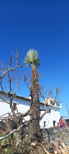 Trachycarpus takil, photograph 1