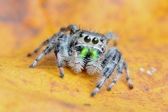 Phidippus workmani