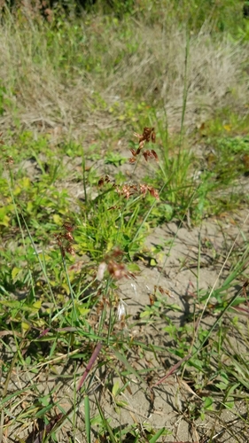 Melinis repens image