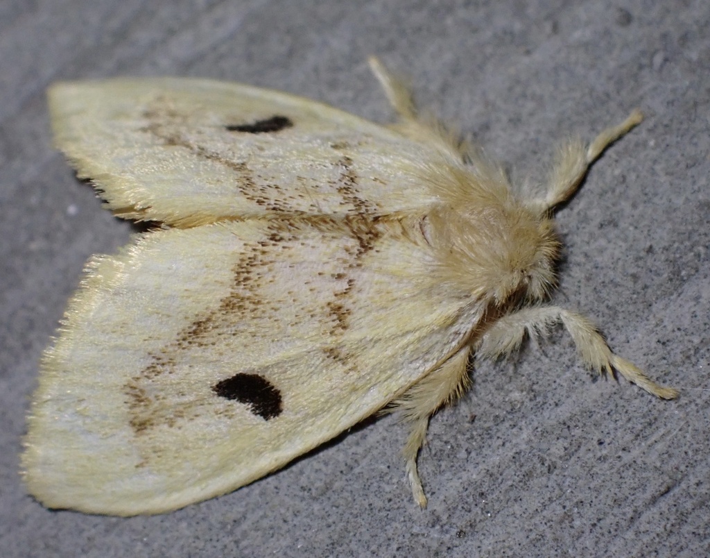 Artaxa lunula (Artaxa lunula)
