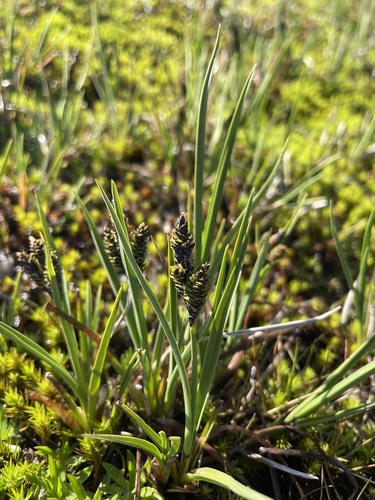 Alpine Fen-sedge (Carex hypandra)