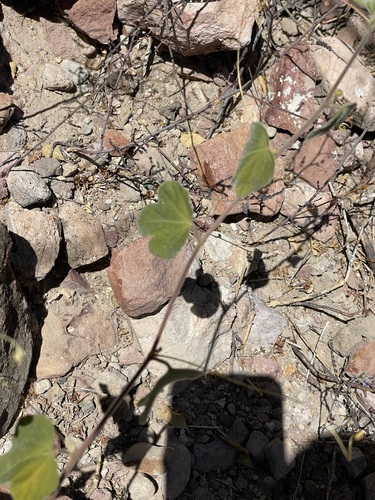Image of Passiflora arida by (c) Sula Vanderplank, some rights reserved (CC BY)