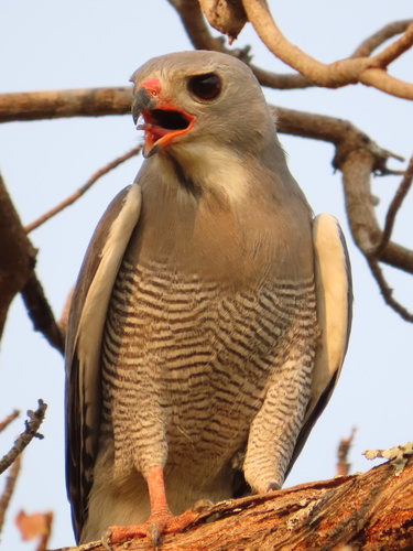 Lizard Buzzard