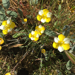 Hesperomecon linearis