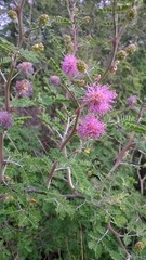 Mimosa monancistra