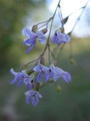 Pediomelum linearifolium