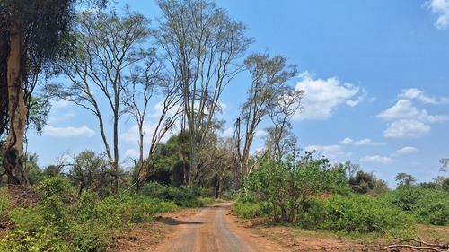 Vachellia xanthophloea