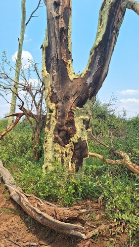 Vachellia xanthophloea