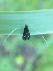 Adela septentrionella