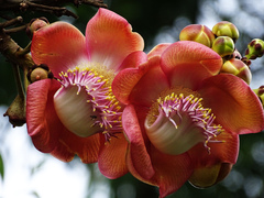 Couroupita guianensis