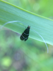 Adela septentrionella