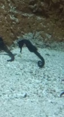 Syngnathidae