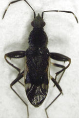 Horridipamera robusta