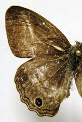 Cissia themis