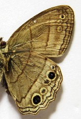 Cissia themis