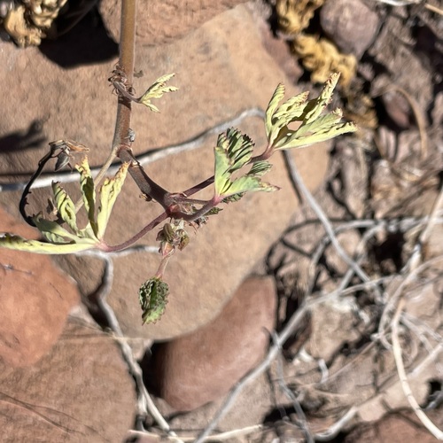 Image of Cochlospermum palmatifidum by (c) Sula Vanderplank, some rights reserved (CC BY)