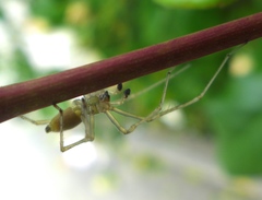 Cheiracanthium inclusum