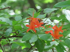 Rhododendron calendulaceum