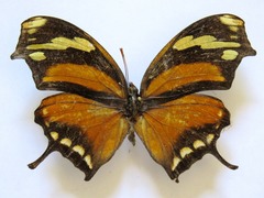 Consul fabius cecrops