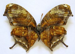 Consul fabius cecrops