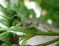 Cheiracanthium inclusum