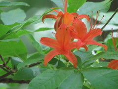 Rhododendron calendulaceum